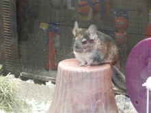 The Wise Chinchilla. (Seriously. Look at this thing)